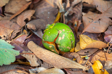 Ripe Pequi fruit (Caryocar brasiliense), wild fruits typical of the Brazilian cerrado biome.