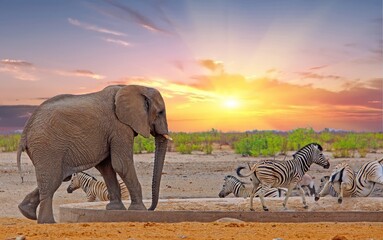 African elephant at a waterhole, with zebras moving away - Elephants rule the waterholes - Zebra running with legs in the air. Etosha, Namibia - obrazy, fototapety, plakaty