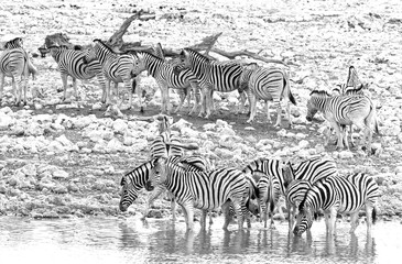 Fototapeta na wymiar Herd of Zebra at waterhole drinking and paddling in camp waterhole.