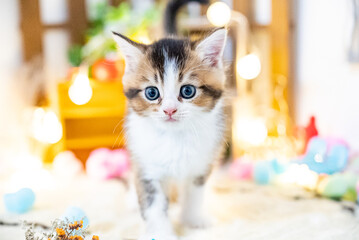 ミヌエット、猫、子猫、可愛い