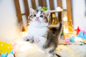 ミヌエット、猫、子猫、可愛い © 祐輔 稲垣