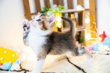 ミヌエット、猫、子猫、可愛い