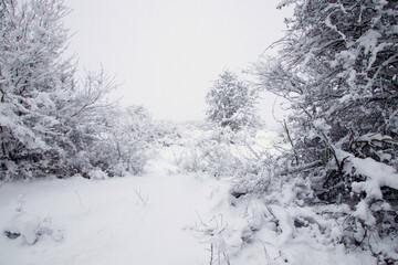 A lot of snow in a short time in November