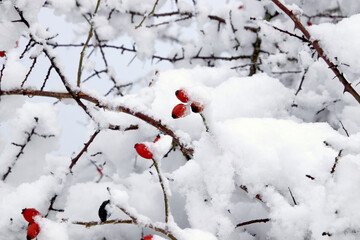 Red berries in the cold in November