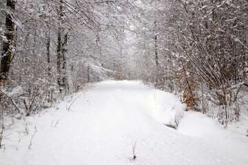 Snow in the forest in November