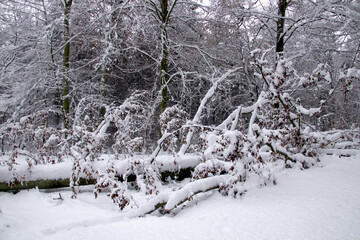 The snow covers a fallen tree in November