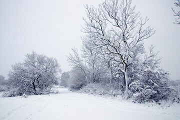 The snow road to the village in November