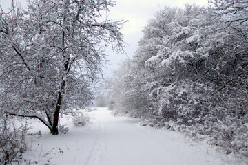 The tree by the road in November