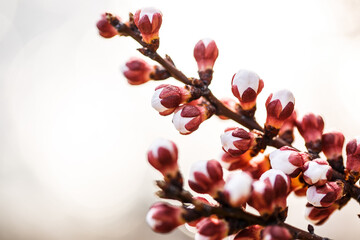 White tree blossom in spring, spring flowers on tree, white blossom