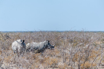 Two out of a group of four white Rhinoceros -Ceratotherium simum- standing on a barren plain in Etosha National Park, Namibia.