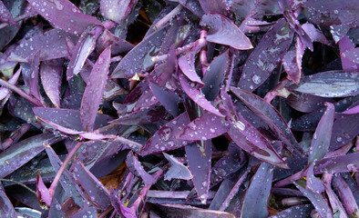 Purple foliage background close-up with dew drops