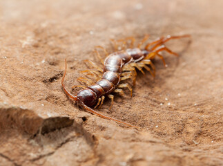 Hunting brown centipede