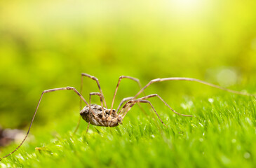 Hunting harvestman