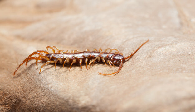 Resting brown centipede