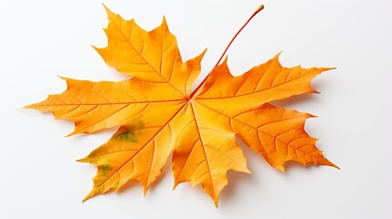 Obraz premium Leaf of Maple on a white background