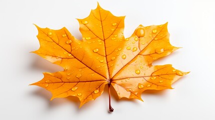 Fototapeta premium Leaf of Maple on a white background