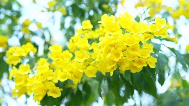 Yellow elder, Trumpetbush, Trumpetflower, Yellow trumpet-flower, Yellow trumpetbush
