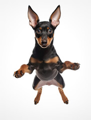 Doberman Pinscher puppy with happy face jumping pose isolated on white background created with Generative AI Technology