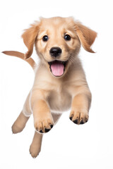 Golden Retriever puppy with happy face jumping pose isolated on white background created with Generative AI Technology - obrazy, fototapety, plakaty