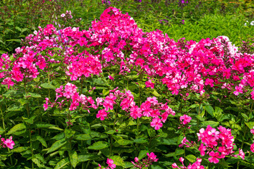 Obraz premium Beautiful bright pink phlox flowers in the garden in summer.