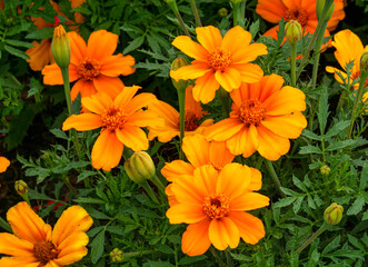 Orange marigold flowers in the summer garden.
