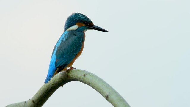 Kingfisher - Alcedo Atthis on branch
