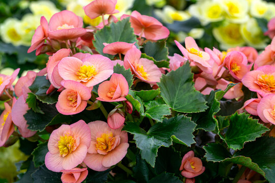 Numerous bright pink tuberous begonia flowers in a flower pot.
