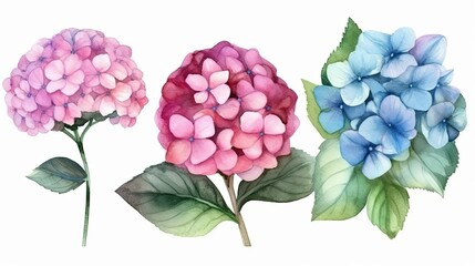 Watercolor roses on white background