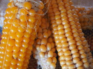 harvested and dried corn cobs