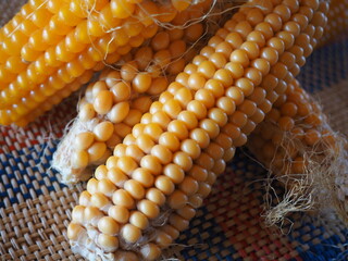 harvested and dried corn cobs