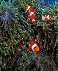 Three False clown anemonefish on anemone Boracay Island Philippines - obrazy, fototapety, plakaty
