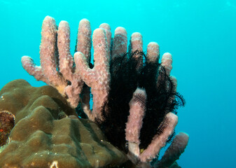 Kallypilidion sp also known as Tube sponges Boracay Island Philippines