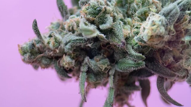 Bud of the natural ripe drug marijuana with ripe trichomes and stigmas, macro. Concept psychological dependence. Legalization of marijuana. Macro stigmas