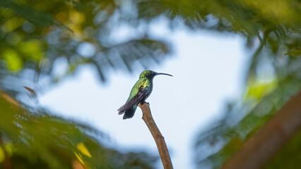 Le Colibri, oiseau endémique de La Martinique, Antilles Françaises. - obrazy, fototapety, plakaty