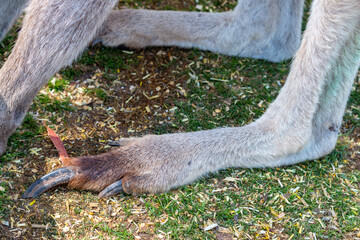 Close up of the paws and claws of eastern grey forester kangaroo