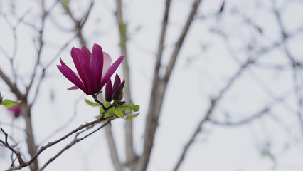 closeup magnolia liliiflora on street