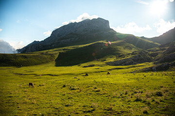 Prado en Picos de Europa en Verano de 2023 
