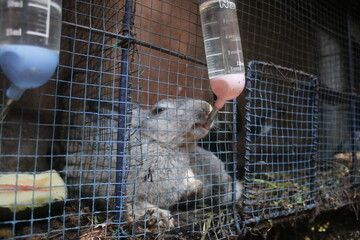 Oryctolagus cuniculus rabbits, in traditional Indonesian farms.drink water from bottles.