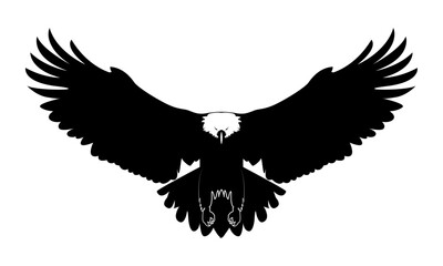 A wild bird eagle flies with outstretched wings. Vector drawing linear sketch isolated on white background.