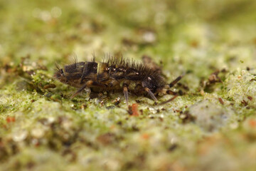 Close-up shot of the common belted springtail Orchesella cincta on wood in the garden