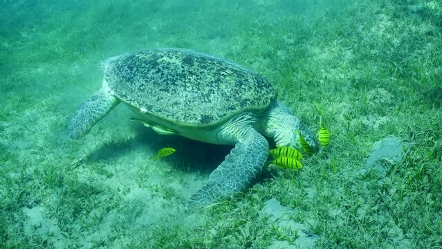 Great Green Sea Turtle (Chelonia mydas) with group of Golden Trevally fish (Gnathanodon speciosus) grazing on seagrass meadow at daytime, Slow motion, Forward movement