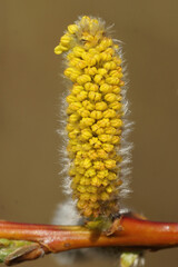 Vertical closeup on a maleGoat Willow catkin, Salix caprea, loaded with pollen