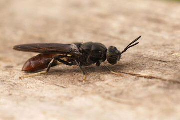 Detailed closeup on a cosmopolitian diptera species, the black soldier fly, Hermetia illucens sitting on wood