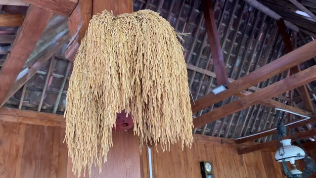 Golden brown dried rice grains (Gabah padi) hanging on the wooden wall of Javanese traditional house as food stock. Ears of paddy. Agriculture, urban farming, food security, World FAO United Nations.