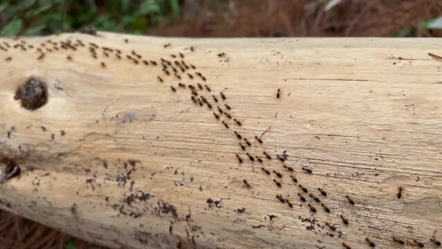 4k video footage of Worker termites walking in a row on a wood trunks in pine forest. Ants migrate from one place to another, usually due to seasonal changes. Concept for International Day of Forest.