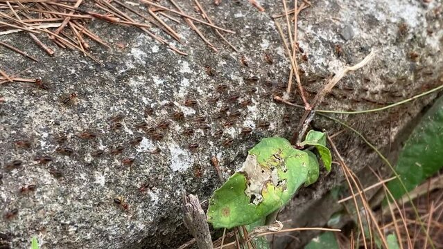 4k video footage of Worker termites walking in a row on a rock in a pine forest. Ants migrate from one place to another, usually due to seasonal changes. Concept for International Day of Forest.
