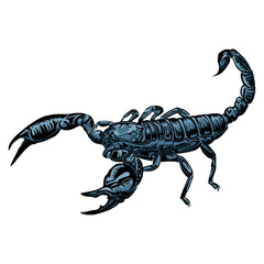 scorpion isolated on white