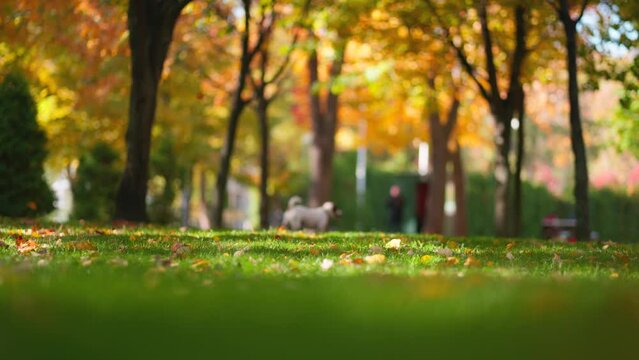 blurred fall season scene: green grass in city park at sunny windy autumn day with golden foliage. Beautiful nature motif in embrace of gorgeous light. small dog walking in park