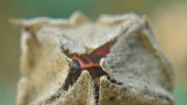 Red-black insect firebug on plants seed capsules looking for food close-up. Garden pests in the natural environment