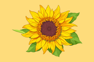 Sunflower in vector. Vector illustration of a sunflower with leaves. Sunflower oil design concept. Promotional poster for a farm or store. Growing seeds. Vibrant hand drawing